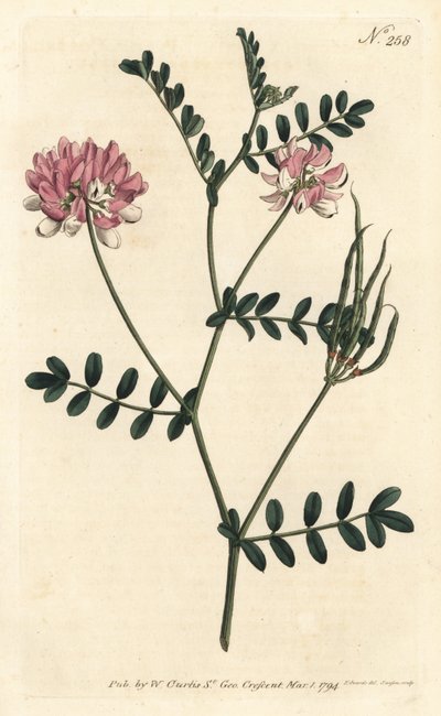 Coronilla bigaree - Purple Crown Vetch, Securigera varia (Purple coronilla, Coronilla varia)。 在伦敦威廉柯蒂斯植物学杂志的 Sydenham Edwards 插图后，Sansom 手工雕刻的铜版画 作者 Sydenham Teast Edwards