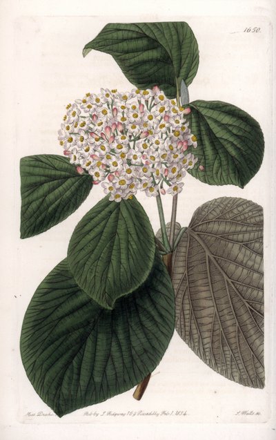 棉花--S.Watts的刻板，来自莎拉-安妮-德雷克（1803-1857）的插图，出自英国西登纳姆-爱德华兹（1768-1819）的《植物学登记》。 作者 西德纳姆·泰斯特·爱德华兹