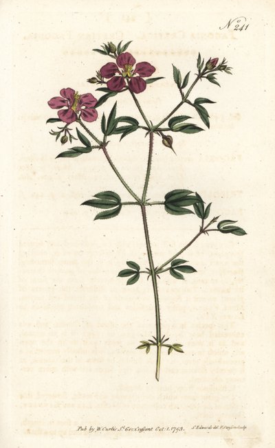 克里特Fagonia - 克里特Fagonia, Fagonia cretica。Sansom根据Sydenham Edwards的插图进行的手绘铜版画，伦敦William Curtis的植物学杂志。 作者 西德纳姆·泰斯特·爱德华兹