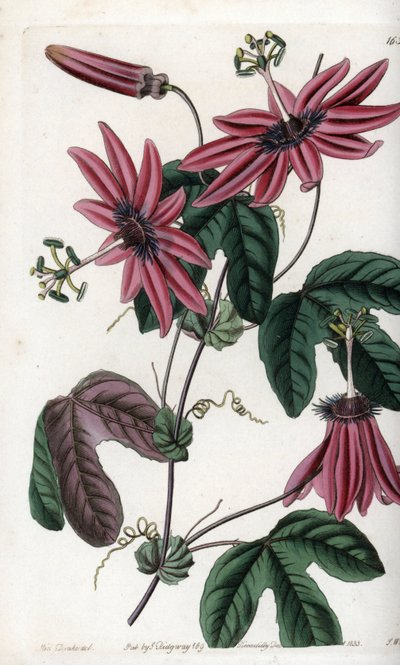 绯红的激情--S.Watts雕刻的图版，出自莎拉-安妮-德雷克（1803-1857）的插图，出自英国西登纳姆-爱德华兹（1768-1819）的植物学登记册。 作者 西德纳姆·泰斯特·爱德华兹