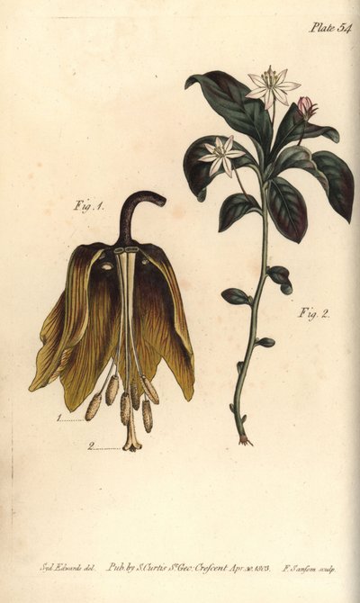 冠冕堂皇的花，Fritillaria imperialis, Haustrria 作者 西德纳姆·泰斯特·爱德华兹