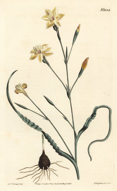 卷曲的叶子 Moraea，Moraea crispa。F. Sansom Jr.根据Sydenham Edwards的插图进行的手绘铜版画，出自William Curtis的植物学杂志，T. Curtis，伦敦 作者 西德纳姆·泰斯特·爱德华兹