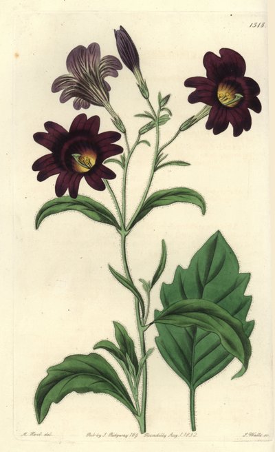 弯曲的Salpiglossis--彩舌，Salpiglossis sinuata（深紫色Salpiglossis，Salpiglossis atropurpurea）。S. Watts根据M. Hart的插图进行的手绘铜版画，出自伦敦Ridgeway的Sydenham Edwards《植物志》。 作者 西德纳姆·泰斯特·爱德华兹