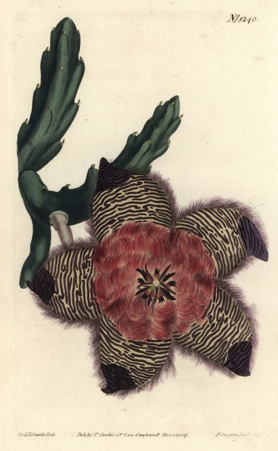 枕头状石竹，Stapelia pulvinata。F. Sansom Jr.根据Sydenham Edwards的插图进行的手绘铜版画，出自William Curtis的植物学杂志，T. Curtis，伦敦 作者 西德纳姆·泰斯特·爱德华兹