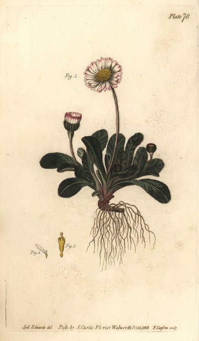 雏菊，Bellis perennis，Polygamia superflua。F.Sansom为威廉-柯蒂斯在兰贝斯植物园发表的植物学讲座提供的植物学插图的手绘铜版画，由Sydenham Edwards创作。 作者 西德纳姆·泰斯特·爱德华兹