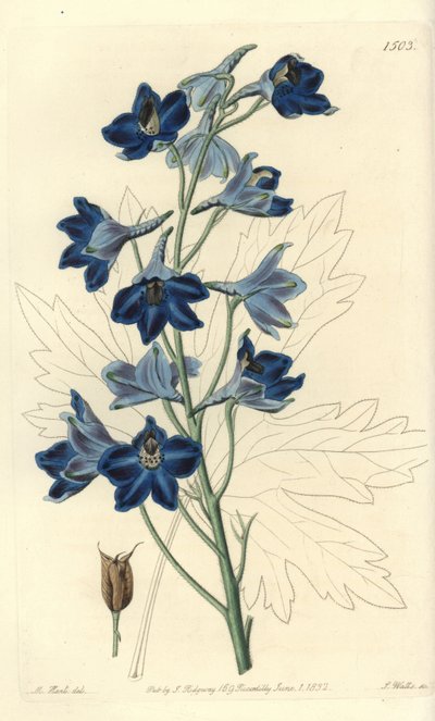 Dauphinelle或Lark Foot--Shewy delphinium，Delphinium speciosum。S. Watts根据M. Hart的插图进行的手绘铜版画，出自Sydenham Edwards的植物志，伦敦Ridgeway。 作者 西德纳姆·泰斯特·爱德华兹