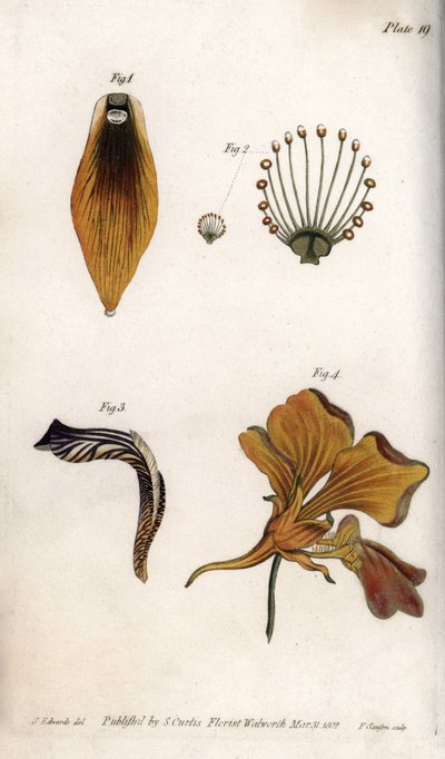 详细描述鸢尾花的茎和冠。彩色铜版画，由Sydenham Edwards（1768-1819）为兰贝斯植物园（英国）的植物学会议提供的插图。 作者 西德纳姆·泰斯特·爱德华兹