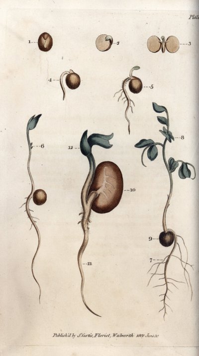 豌豆种子和普通豆子的不同发芽步骤。彩色铜版画，由Sydenham Edwards（1768-1819）为兰贝斯植物园（英国）的植物学会议提供的插图。 作者 西德纳姆·泰斯特·爱德华兹