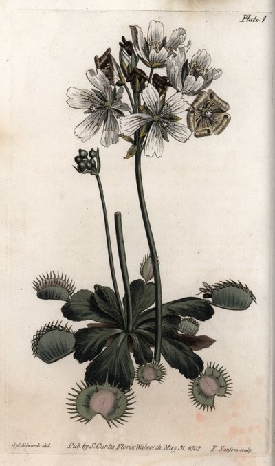 Dionee 捕捉苍蝇或狼陷阱。 彩色铜版画，由 Sydenham Edwards（1768-1819）为兰贝斯植物园（英格兰）植物园会议绘制的插图 作者 西德纳姆·泰斯特·爱德华兹