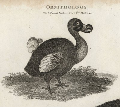Dodo，Raphus cucullatus，已灭绝的不会飞的鸟。T.Milton根据Sydenham Edwards的插图绘制的铜版画，出自Abraham Rees的《循环百科全书》或《通用词典》，伦敦 作者 西德纳姆·泰斯特·爱德华兹