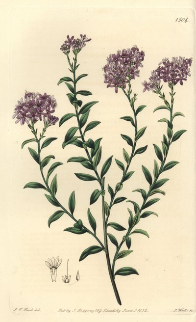 Gill博士的Selago，Selago gillii。S. Watts根据J.T. Hart的插图进行的手绘铜版画，出自Sydenham Edwards的《植物志》，伦敦Ridgeway。 作者 西德纳姆·泰斯特·爱德华兹