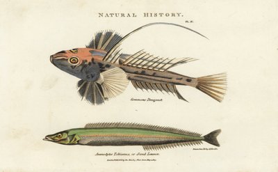 Dragonnet lyre和lancon equille--常见的龙鱼，Callionymus lyra，和小沙鳗或沙矛，Ammodytes tobianus。根据Sydenham Edwards的手绘铜版画，出自John Mason Good的Pantologia, a New Encyclopedia, G. Kearsley, Lond. 作者 西德纳姆·泰斯特·爱德华兹