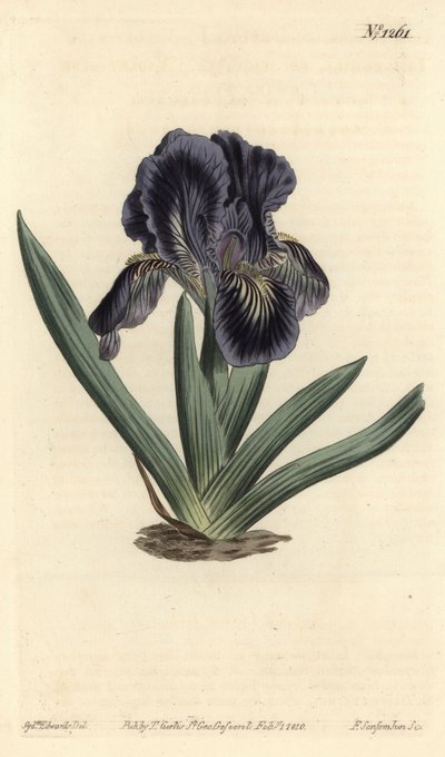 矮生鸢尾花 - Iris x binata（紫蓝色的矮生旗，Iris pumila var. violacea）。F. Sansom Jr.根据Sydenham Edwards的插图进行的手绘铜版画，出自William Curtis的植物学杂志，T. Curtis，伦敦 作者 西德纳姆·泰斯特·爱德华兹