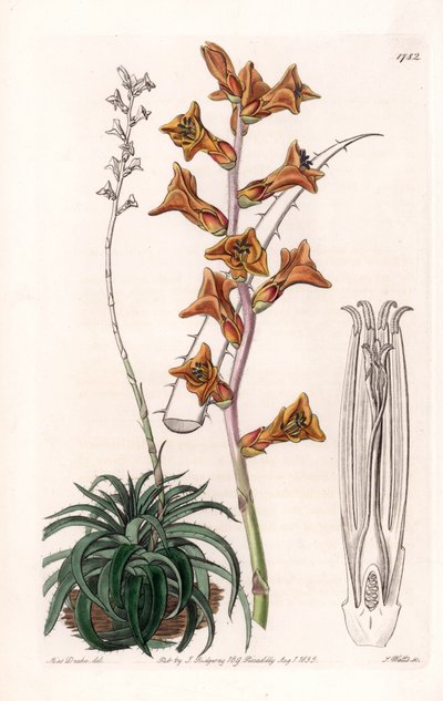 Dyckia，多汁植物，开橙色的花，原产于巴西--S.Watts的刻板，出自Sarah Anne Drake（1803-1857）的插图，出自英国Sydenham Edwards（1768-1819）的植物学登记册 作者 西德纳姆·泰斯特·爱德华兹