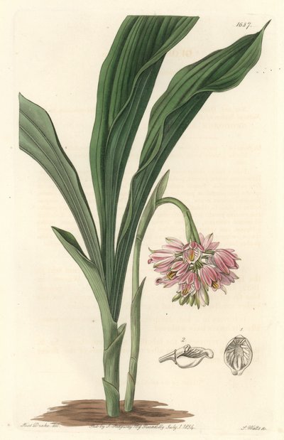 大地兰，原产于斯里兰卡--S. Watts Strong Water，来自Sarah Anne Drake的插图（1803年），来自《植物志》。 作者 西德纳姆·泰斯特·爱德华兹