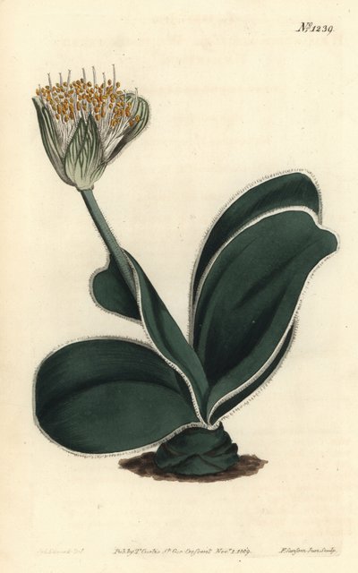 象耳 - 白花haemanthus，Haemanthus albiflos。 由 F. Sansom Jr. 手工彩色铜版雕刻，由来自伦敦 T. Curtis 威廉柯蒂斯植物学杂志的 Sydenham Edwards 绘制 作者 西德纳姆·泰斯特·爱德华兹