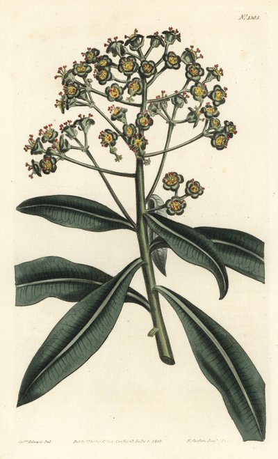 Euphorbe mellifere - 蜂蜜刺或产蜜的大戟，Euphorbia mellifera。F. Sansom Jr.根据Sydenham Edwards的插图进行的手绘铜版画，出自William Curtis的植物学杂志，T. Curtis，伦敦 作者 西德纳姆·泰斯特·爱德华兹