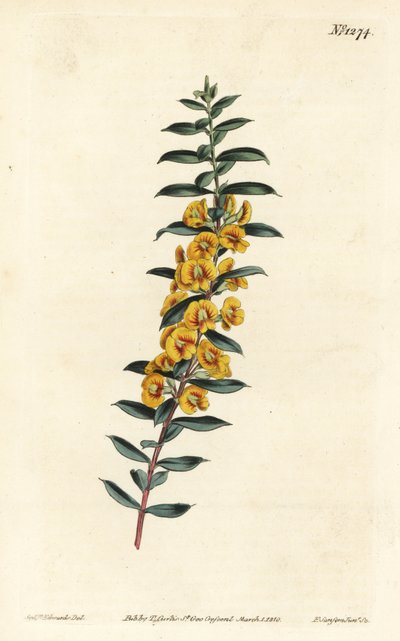 Eutaxia myrtifolia (Cross-leaved dillwynia, Dillwynia obovata) 。F. Sansom Jr.根据Sydenham Edwards的插图进行的手绘铜版画，出自William Curtis的植物学杂志，T. Curtis，伦敦 作者 西德纳姆·泰斯特·爱德华兹