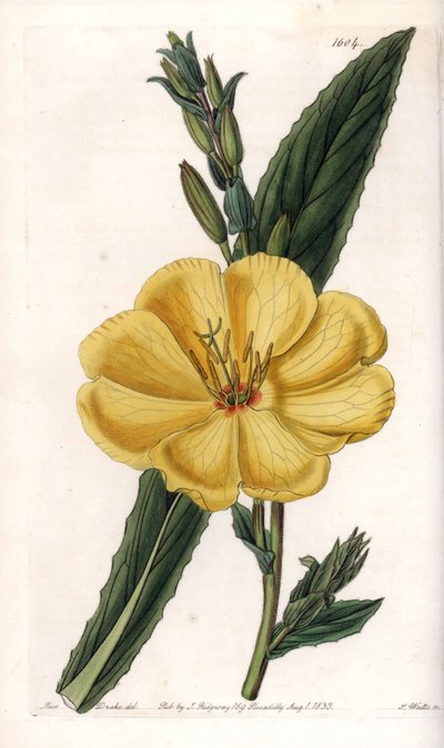 开着大花的月见草--S.Watts的刻板，来自莎拉-安妮-德雷克（1803-1857）的插图，出自英国西登纳姆-爱德华兹（1768-1819）的植物学名册 作者 西德纳姆·泰斯特·爱德华兹