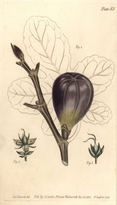 无花果，Ficus carica, Trioecia，雌雄同体，雄花2和雌花3分别生长。F. Sansom的手绘铜版画，是Sydenham Edwards为William Curtis在Bota的植物学讲座所作的植物学插图。 作者 西德纳姆·泰斯特·爱德华兹