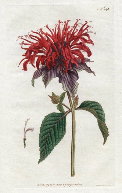 Fistula Monarde - Sydenham Edwards（1768-1819）的石版画，来自William Curtis的植物杂志（1746-1799）。 作者 西德纳姆·泰斯特·爱德华兹