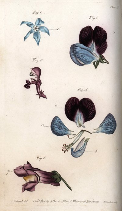 琉璃苣和豌豆（豆科）的开花。彩色铜版画，由Sydenham Edwards（1768-1819）为兰贝斯植物园（英国）的植物学会议提供的插图。 作者 西德纳姆·泰斯特·爱德华兹