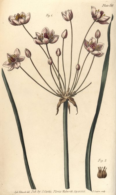 开花草，Butomus umbellatus，六合花，雌雄同体的花1和雌蕊花2。F. Sansom为威廉-柯蒂斯在植物园所做的植物学讲座提供的植物学插图的手绘铜版画。 作者 西德纳姆·泰斯特·爱德华兹