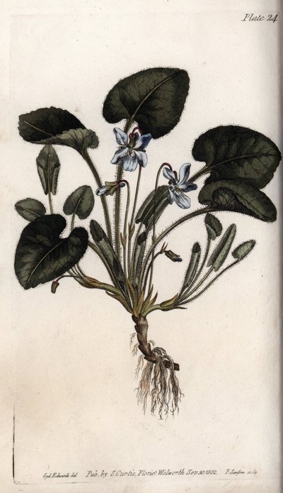 芳香的紫罗兰。彩色铜版画，由Sydenham Edwards（1768-1819）为兰贝斯植物园（英国）的植物学会议提供的插图。 作者 西德纳姆·泰斯特·爱德华兹