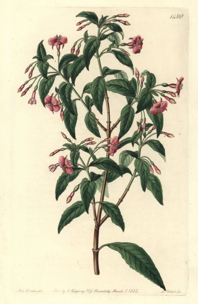 Fuschia variete - Rod-branched fuchsia, Fuchsia bacillaris.丛生紫薇（Fuchsia microphylla）亚种（microphylla）与丛生紫薇（Fuchsia thymifolia）亚种（thymifolia）之间的自然杂交。S. Watts根据Syd的Sarah Drake的插图所做的手绘铜版画。 作者 西德纳姆·泰斯特·爱德华兹