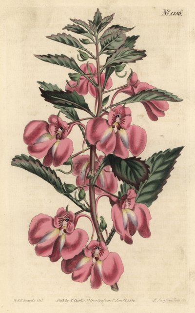 花园香脂 - 花园香脂，Impatiens balsamina（腺叶香脂，Impatiens coccinea）。F. Sansom Jr.根据Sydenham Edwards的插图进行的手绘铜版画，出自William Curtis的植物学杂志，T. Curtis，伦敦 作者 西德纳姆·泰斯特·爱德华兹
