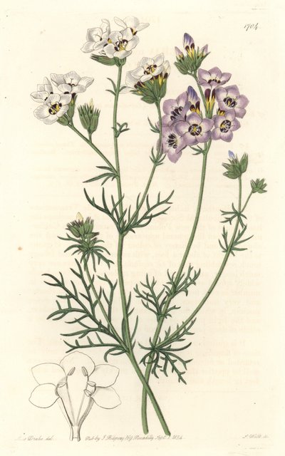 吉里亚三色，白色和紫色的变种，原产于加利福尼亚--S. Watts strong water来自Sarah Anne Drake（1803-1857）的插图，来自《植物志》。 作者 西德纳姆·泰斯特·爱德华兹