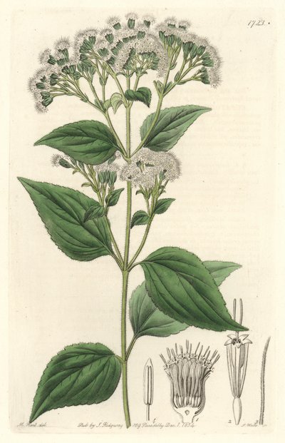 Glandular eupatorium, native to Mexico - S. Watts strong water from an illustration by M. Mart, from the Botanical Register 作者 西德纳姆·泰斯特·爱德华兹