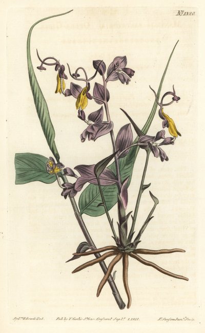 Globba Radicalis（歌剧女郎，Mantisia saltatoria）。 由 F. Sansom Jr. 手工彩色铜版雕刻，由来自伦敦 T. Curtis 威廉柯蒂斯植物学杂志的 Sydenham Edwards 绘制 作者 西德纳姆·泰斯特·爱德华兹