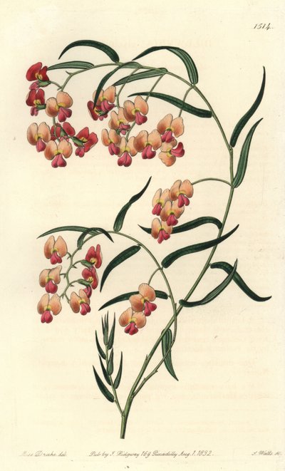 甘氨酸叶 dillwynia，Dillwynia glyinifolia。 S. Watts 手绘铜版画，由来自伦敦里奇韦 Sydenham Edwards