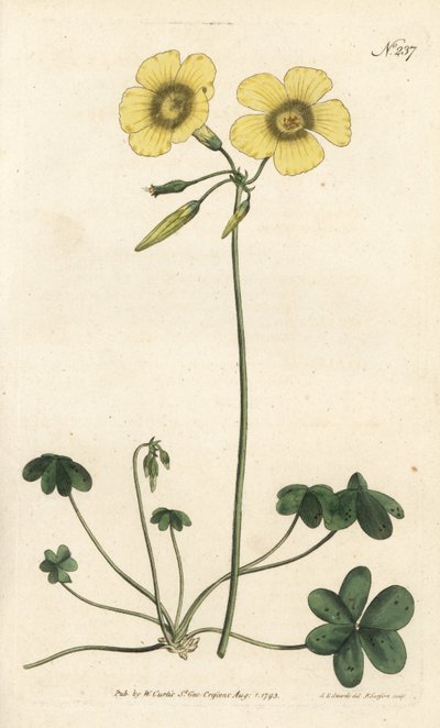 山羊脚 - 山羊脚木苏，Oxalis caprina。Sansom根据Sydenham Edwards的插图进行的手绘铜版画，伦敦William Curtis的植物学杂志。 作者 西德纳姆·泰斯特·爱德华兹