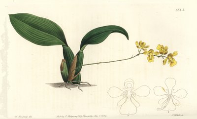 Gomesa cornigera兰花（Horned oncidium，Oncidium cornigerum）。S. Watts根据William Herbert的插图进行的手绘铜版画，出自伦敦Ridgeway的Sydenham Edwards《植物志》。 作者 西德纳姆·泰斯特·爱德华兹