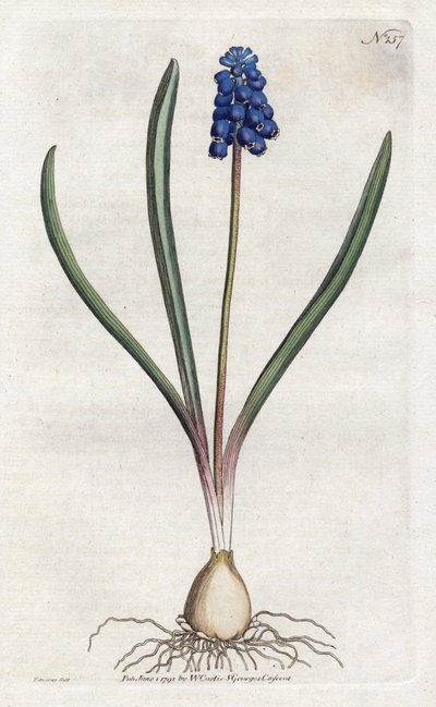 葡萄风信子 Sydenham Edwards (1768-1819)的平版印刷，威廉-柯蒂斯(1746-1799)的《植物学杂志》中的版画。 作者 西德纳姆·泰斯特·爱德华兹