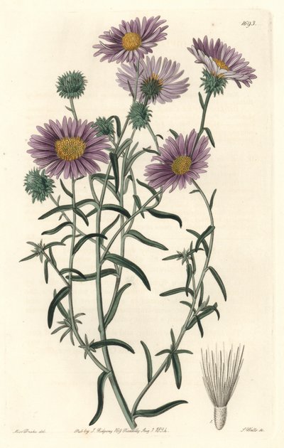灰色紫苑，原产于加利福尼亚--S.Watts Strong Water，来自Sarah Anne Drake（1803-1857）的插图，出自《植物志》。 作者 西德纳姆·泰斯特·爱德华兹