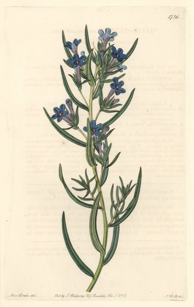 Gremil是一种迷迭香叶子，原产于西西里岛--S.Watts根据Sarah Anne Drake（1803-1857）的插图创作的Water forte，来自《植物志》。 作者 西德纳姆·泰斯特·爱德华兹
