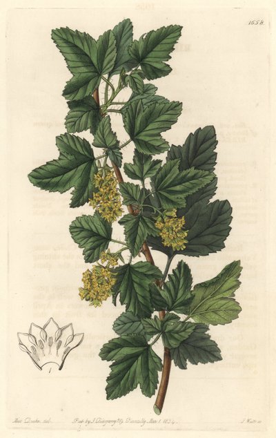 Groseillier，被称为西伯利亚的Gadellier（Ribes diacanthum），原产于智利--S. Watts根据Sarah Anne Drake（1803-1857）的插图创作的Water forte，出自《植物志》。 作者 西德纳姆·泰斯特·爱德华兹