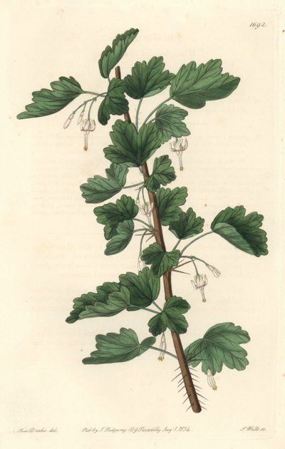 Groseillier，原产于北美洲--S.Watts根据Sarah Anne Drake（1803-1857）的插图绘制的水强，来自《植物志》。 作者 西德纳姆·泰斯特·爱德华兹