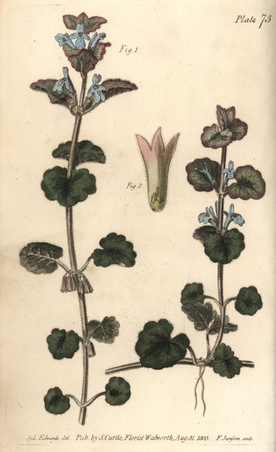 地面常春藤，Glechoma hederacea，Gymnospermia。F.Sansom为威廉-柯蒂斯在兰贝斯植物园发表的植物学讲座提供的手绘铜版画，由Sydenham Edwards绘制。 作者 西德纳姆·泰斯特·爱德华兹