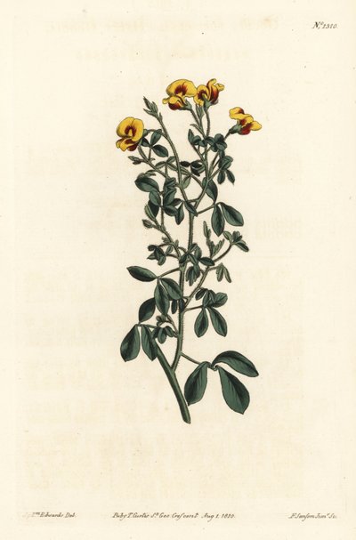 毛茸茸的Goodia，Goodia lotifolia var. pubescens（Goodia pubescens）。F. Sansom Jr.根据Sydenham Edwards的插图进行的手绘铜版画，出自William Curtis的植物学杂志，T. Curtis，伦敦 作者 西德纳姆·泰斯特·爱德华兹