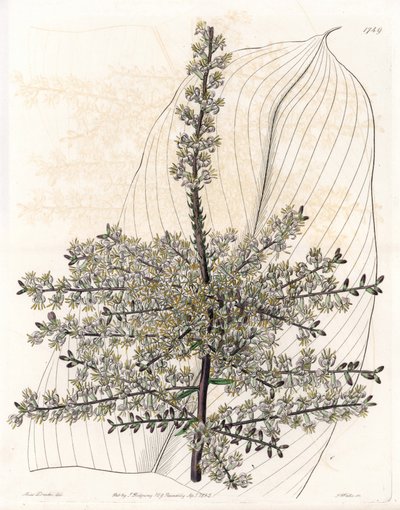 夏威夷菠菜或印度芦苇 - S.Watts 雕刻的盘子，来自 Sarah Anne Drake (1803-1857) 的插图，来自英国 Sydenham Edwards (1768-1819) 的植物名录 作者 西德纳姆·泰斯特·爱德华兹