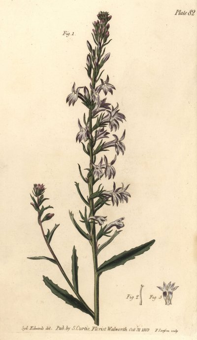 楠木小叶女贞，小叶女贞，单叶女贞。F.Sansom为威廉-柯蒂斯在兰贝斯植物园发表的植物学讲座提供的手绘铜版画，由Sydenham Edwards绘制。 作者 西德纳姆·泰斯特·爱德华兹
