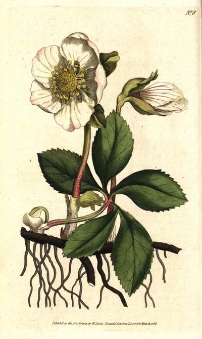 Hellebore (ellebore) noir ou rose de Noel - 圣诞玫瑰或黑色鹤望兰，Helleborus niger。根据Sydenham Edwards的植物学插图进行的手绘铜版画，出自William Curtis的《植物学杂志》，伦敦Lambeth Marsh。 作者 西德纳姆·泰斯特·爱德华兹
