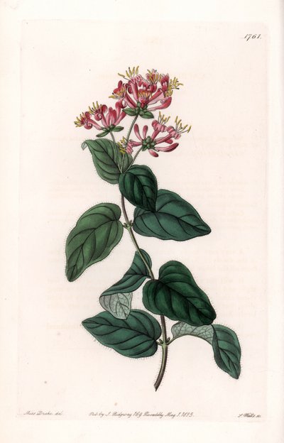 草本植物品种--S.Watts雕刻的图版，出自莎拉-安妮-德雷克（1803-1857）的插图，出自英国西登纳姆-爱德华兹（1768-1819）的植物学名册。 作者 西德纳姆·泰斯特·爱德华兹