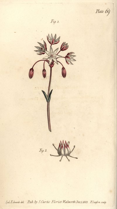 有七个花蕊的两性花，Heptagynia，Septas capensis。F. Sansom的手绘铜版画，是Sydenham Edwards为William Curtis在兰贝斯植物园的植物学讲座所做的植物学插图。 作者 西德纳姆·泰斯特·爱德华兹