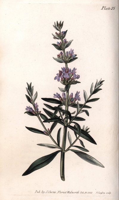 牛膝草或药用牛膝草。彩色铜版画，由Sydenham Edwards（1768-1819）为兰贝斯植物园（英国）的植物学会议提供的插图。 作者 西德纳姆·泰斯特·爱德华兹