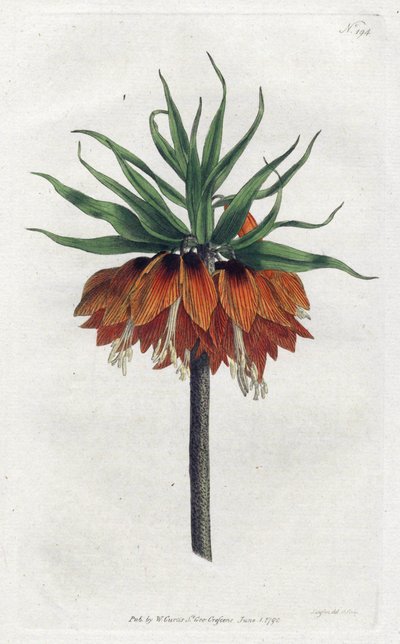 Imperial Fritillary 或 Imperial Crown - Sydenham Edwards (1768-1819) 的平版印刷，来自威廉·柯蒂斯 (William Curtis) 植物学杂志 (1746-1799) 的版画 作者 西德纳姆·泰斯特·爱德华兹